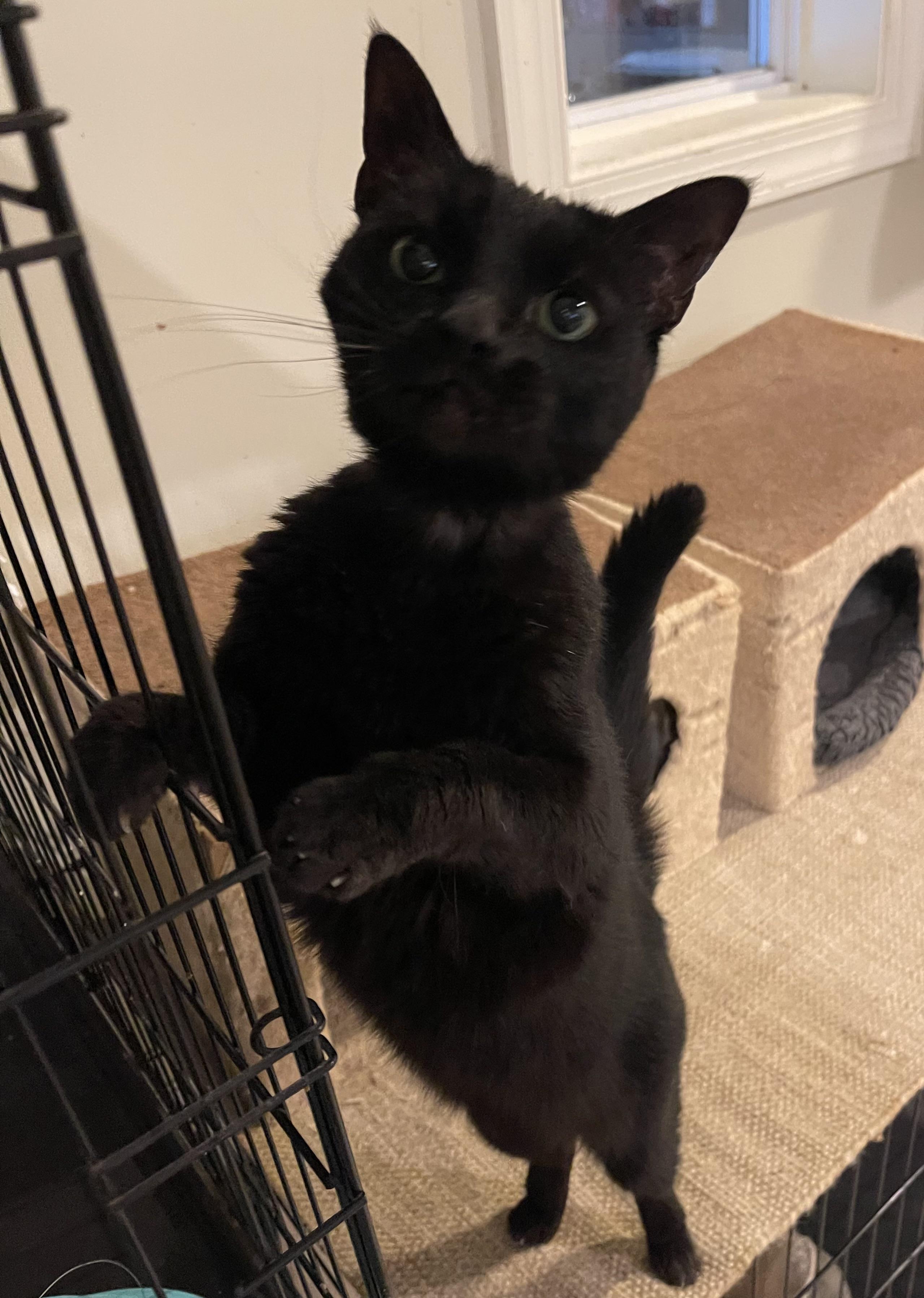 Enlarge Luna (courtesy listing PV), an adopted Domestic Short Hair in Myrtle Beach, SC image 3/3