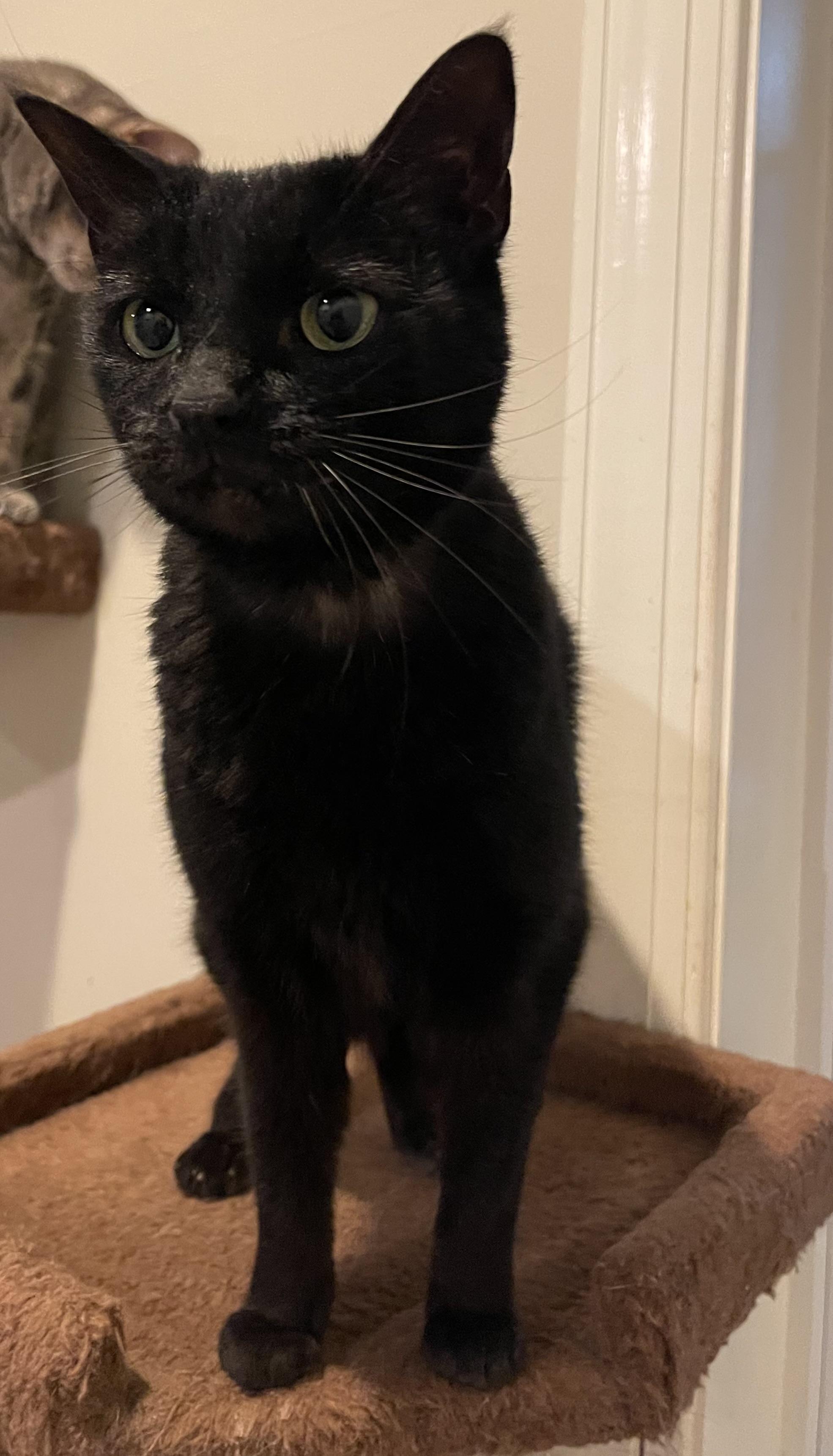 Enlarge Luna (courtesy listing PV), an adopted Domestic Short Hair in Myrtle Beach, SC image 1/3