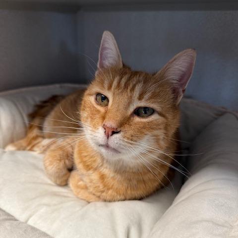 Celine, Adoptable, Senior Female Domestic Short Hair.