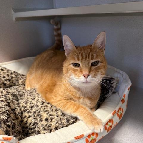 Enlarge Celine, a Adoptable Domestic Short Hair in Washougal, WA image 2/3