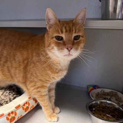 Enlarge Celine, a Adoptable Domestic Short Hair in Washougal, WA image 3/3