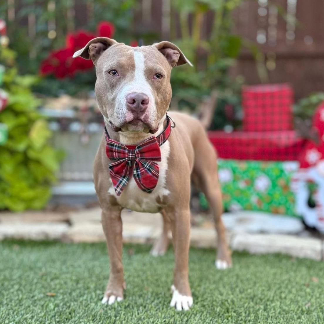 Romeo, ADOPTABLE, Young Male Pit Bull Terrier.