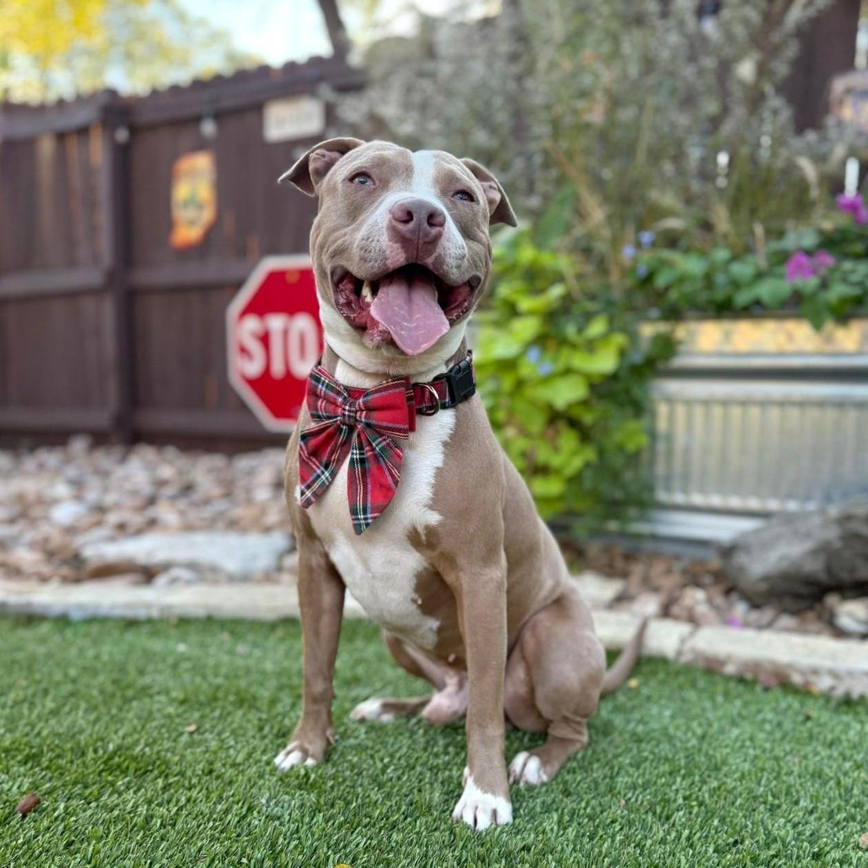 Enlarge Romeo, a ADOPTABLE Pit Bull Terrier in Southport, CT image 4/5