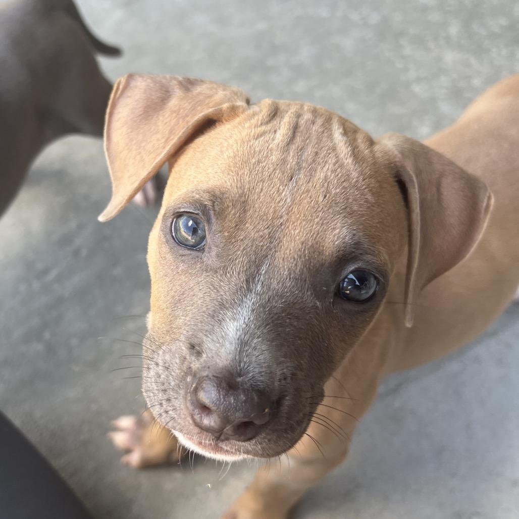 HUEY, a Adoptable mixed breed in Cordova, TN image 1/4
