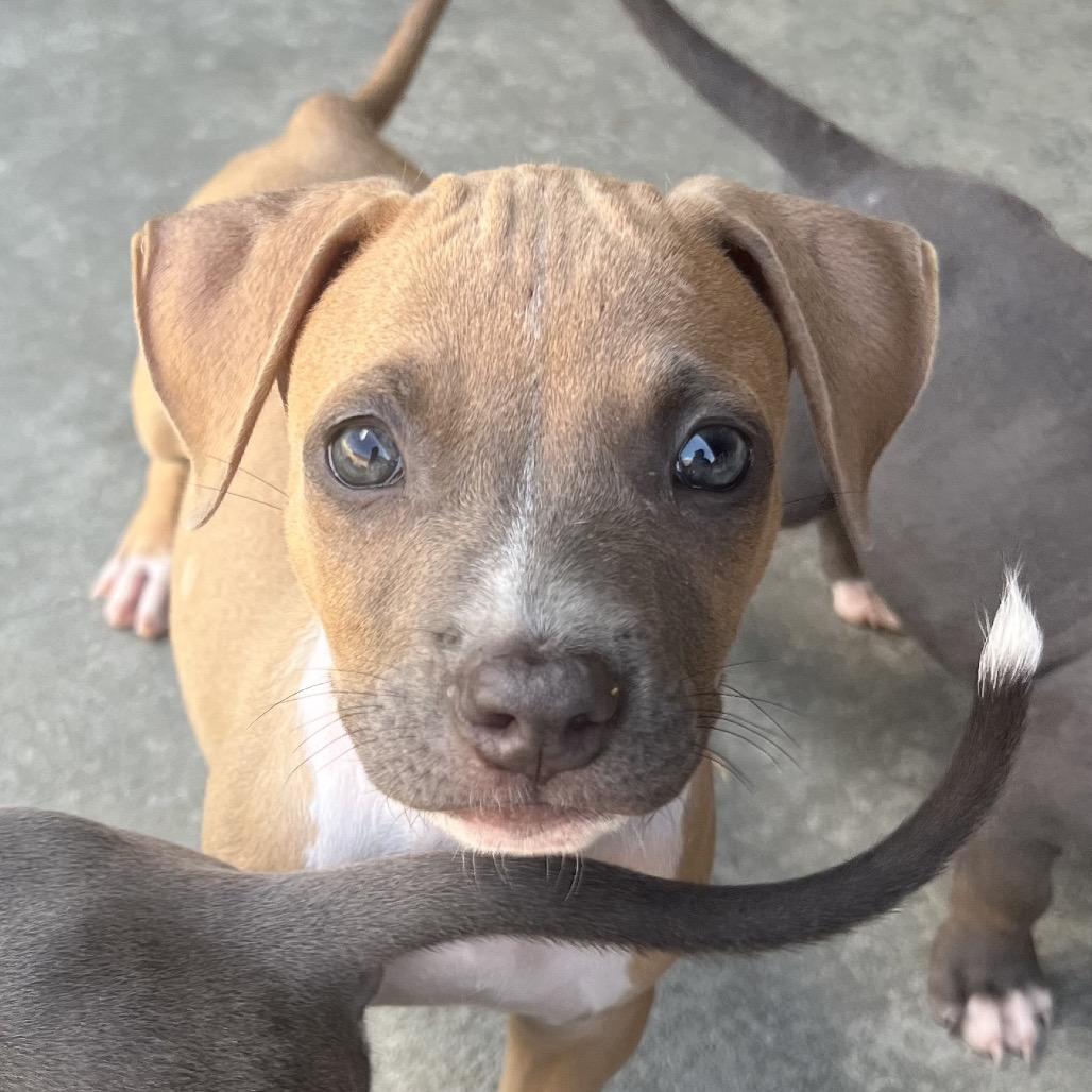 HUEY, a Adoptable mixed breed in Cordova, TN image 2/4