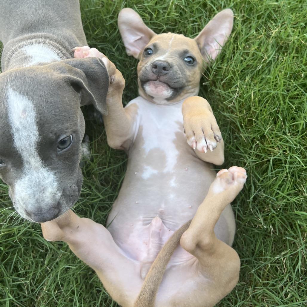 HUEY, a Adoptable mixed breed in Cordova, TN image 3/4