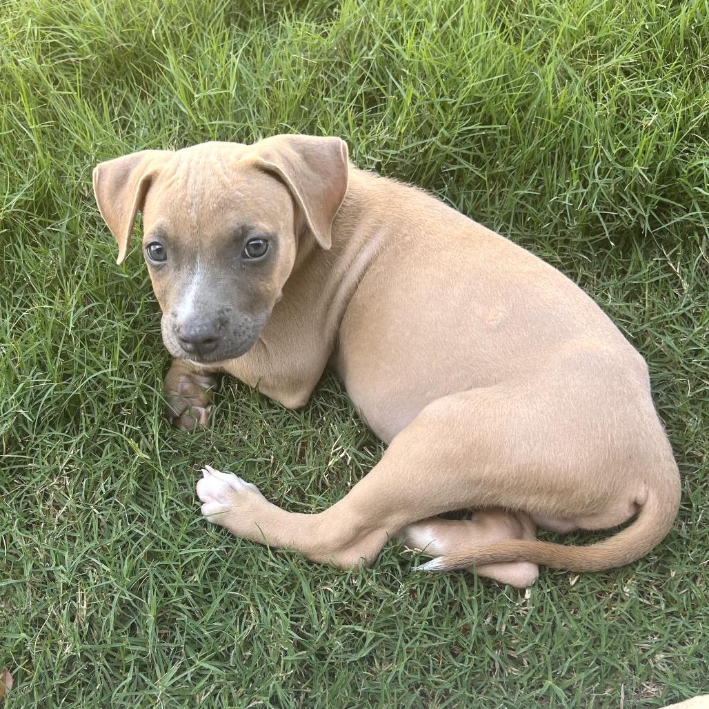HUEY, a Adoptable mixed breed in Cordova, TN image 4/4