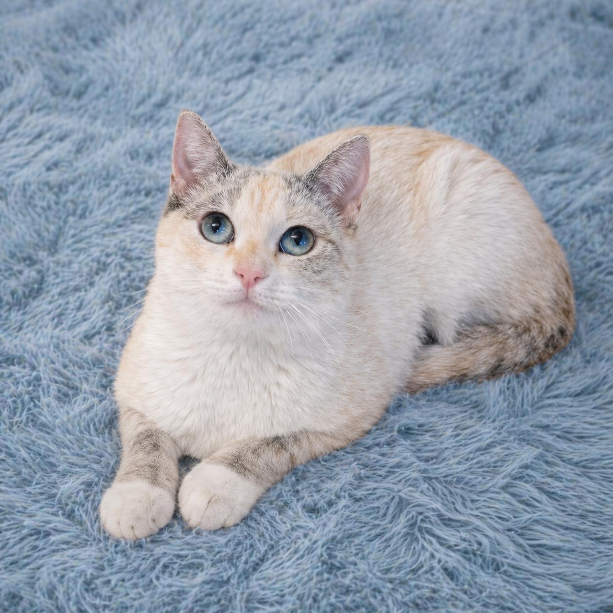 Enlarge Kira — Waiting for Her Person, a Adoptable mixed breed in Hillsboro, TX image 5/5