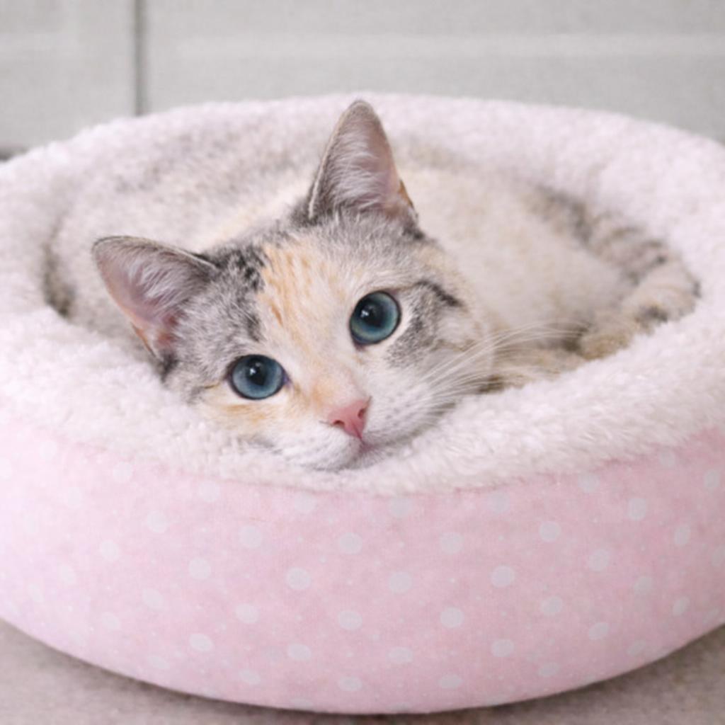 Enlarge Kira — Waiting for Her Person, a Adoptable mixed breed in Hillsboro, TX image 2/5