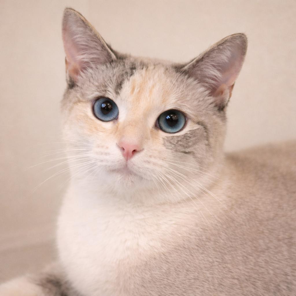 Kira — Waiting for Her Person, Adoptable, Adult Female Siamese & Domestic Short Hair.