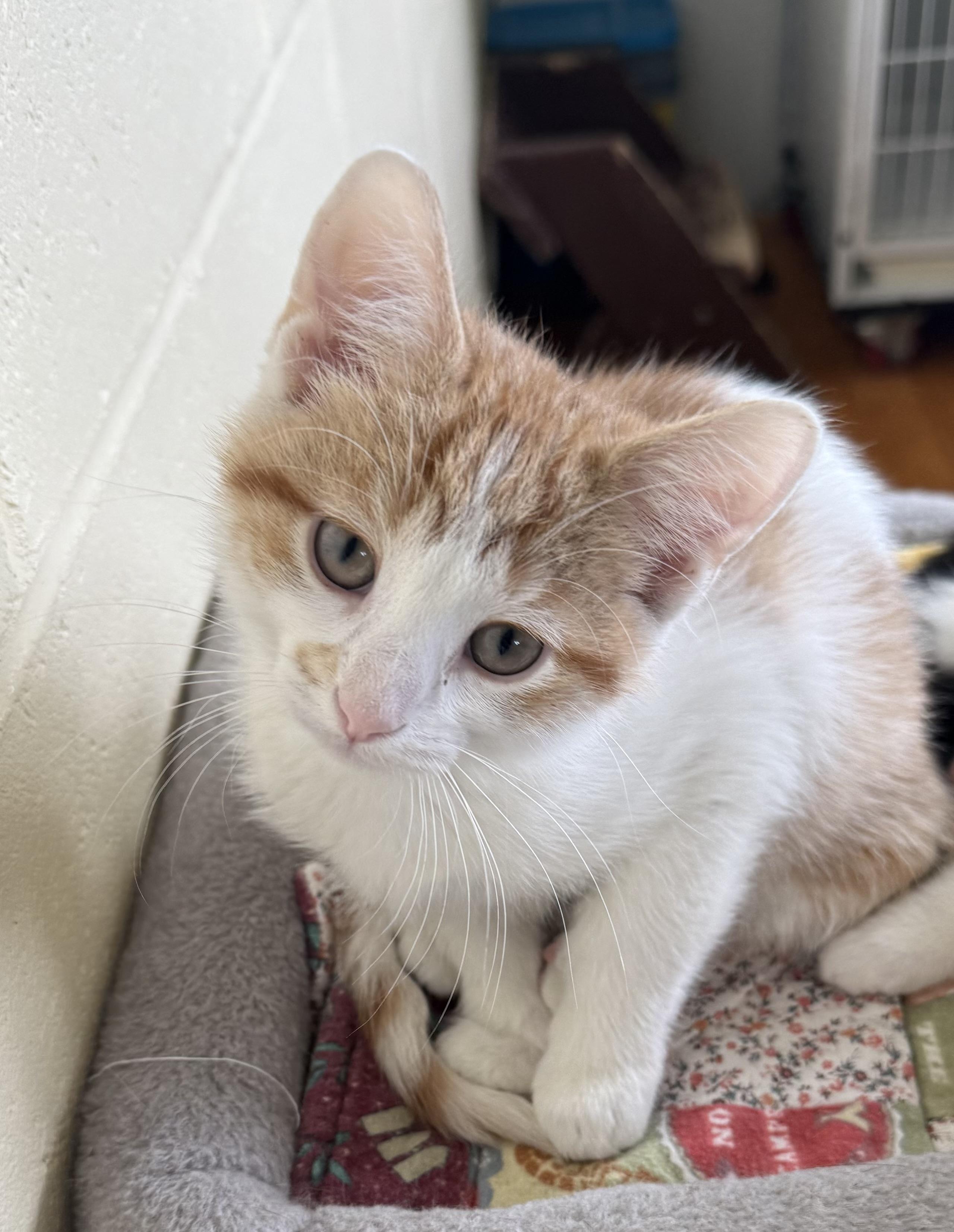 Enlarge Club, an adopted Domestic Short Hair in Mauston, WI image 1/1