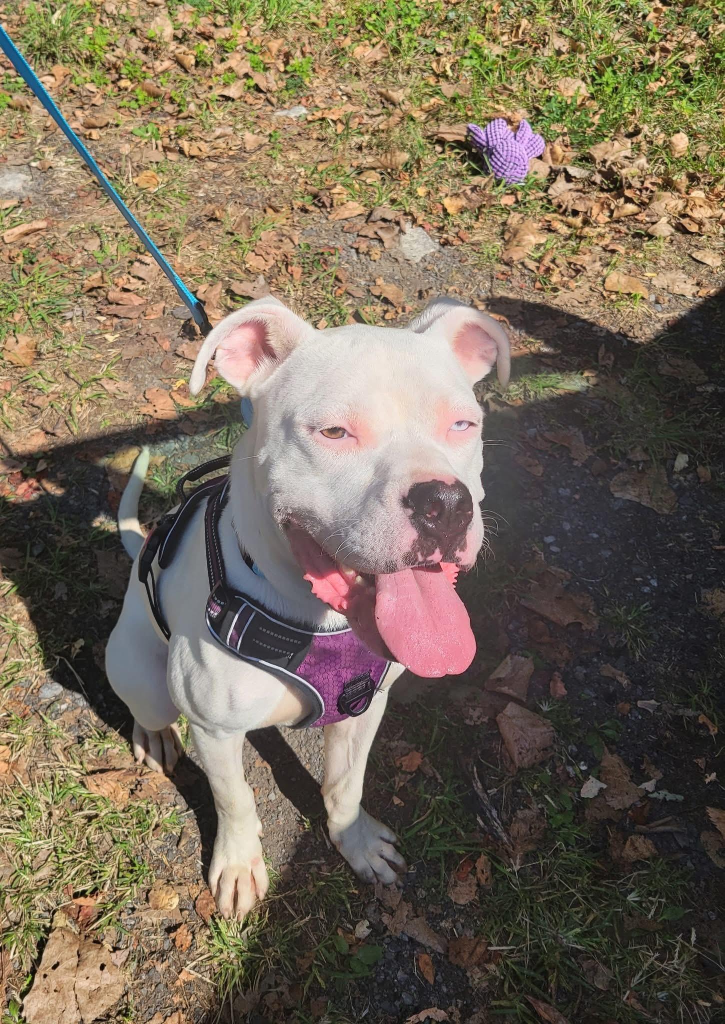 Ramen, a Adoptable mixed breed image 5/5