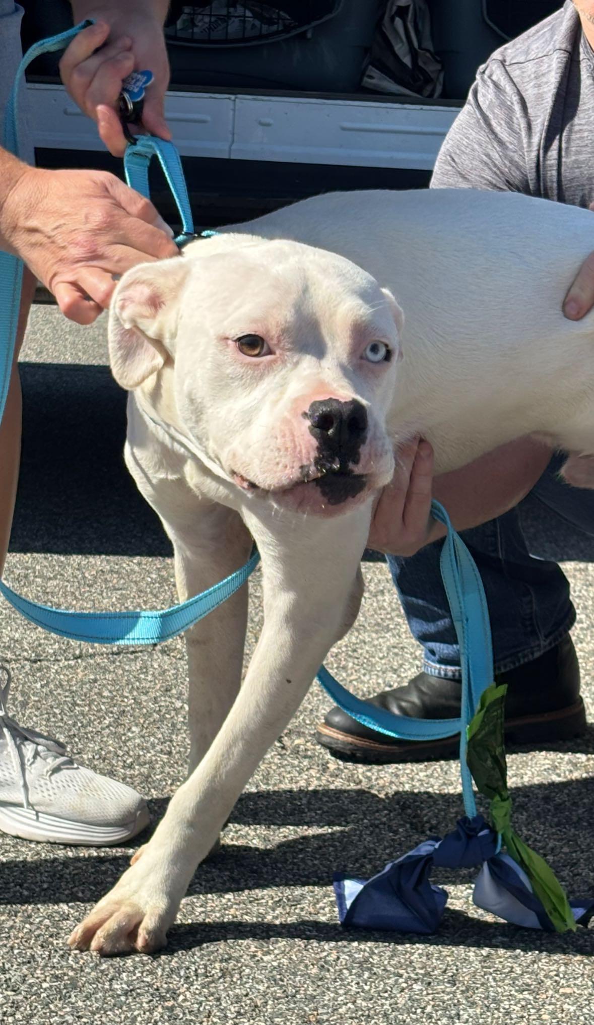 Ramen, a Adoptable mixed breed image 2/5