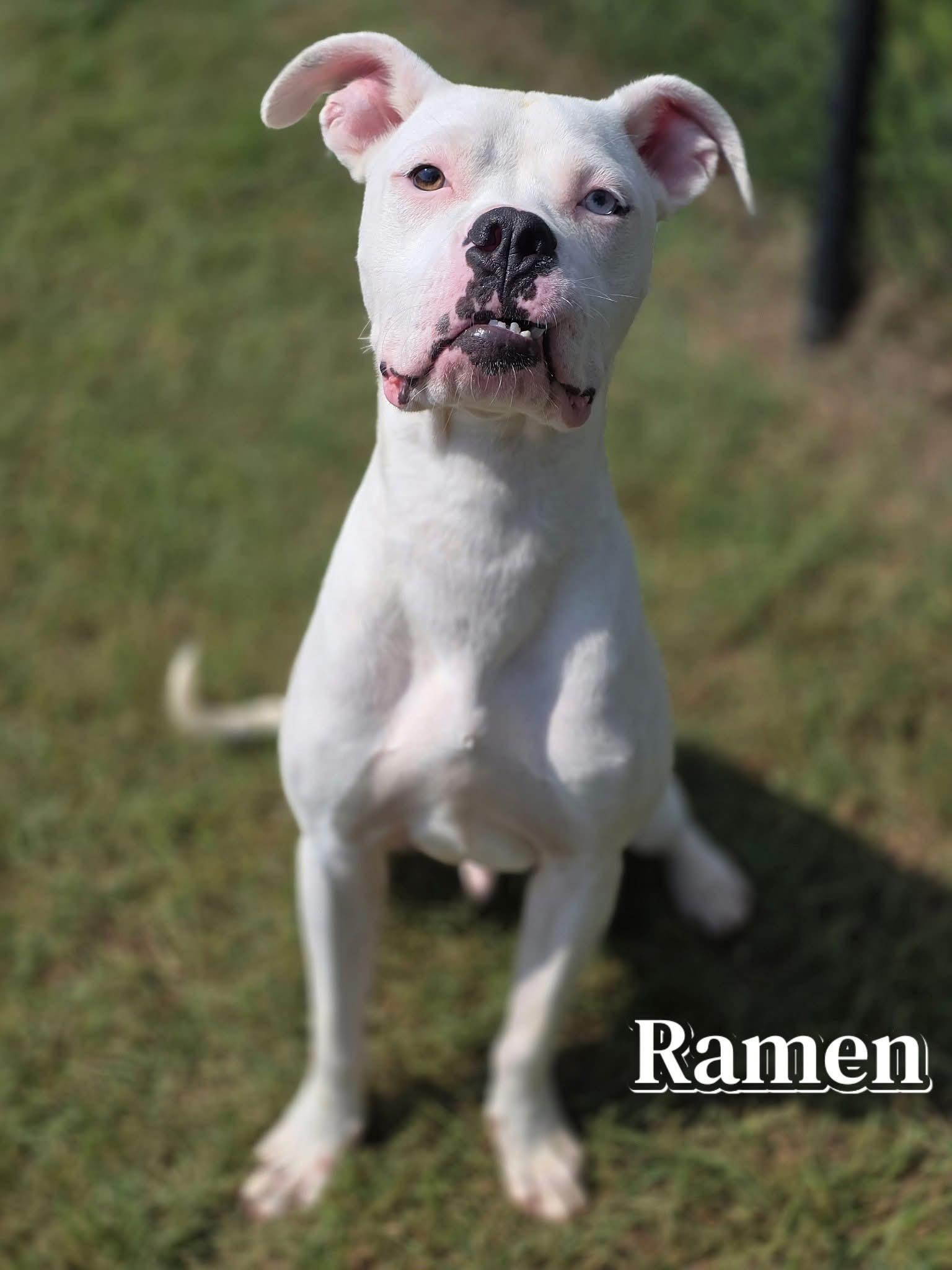 Ramen, a Adoptable mixed breed image 3/5