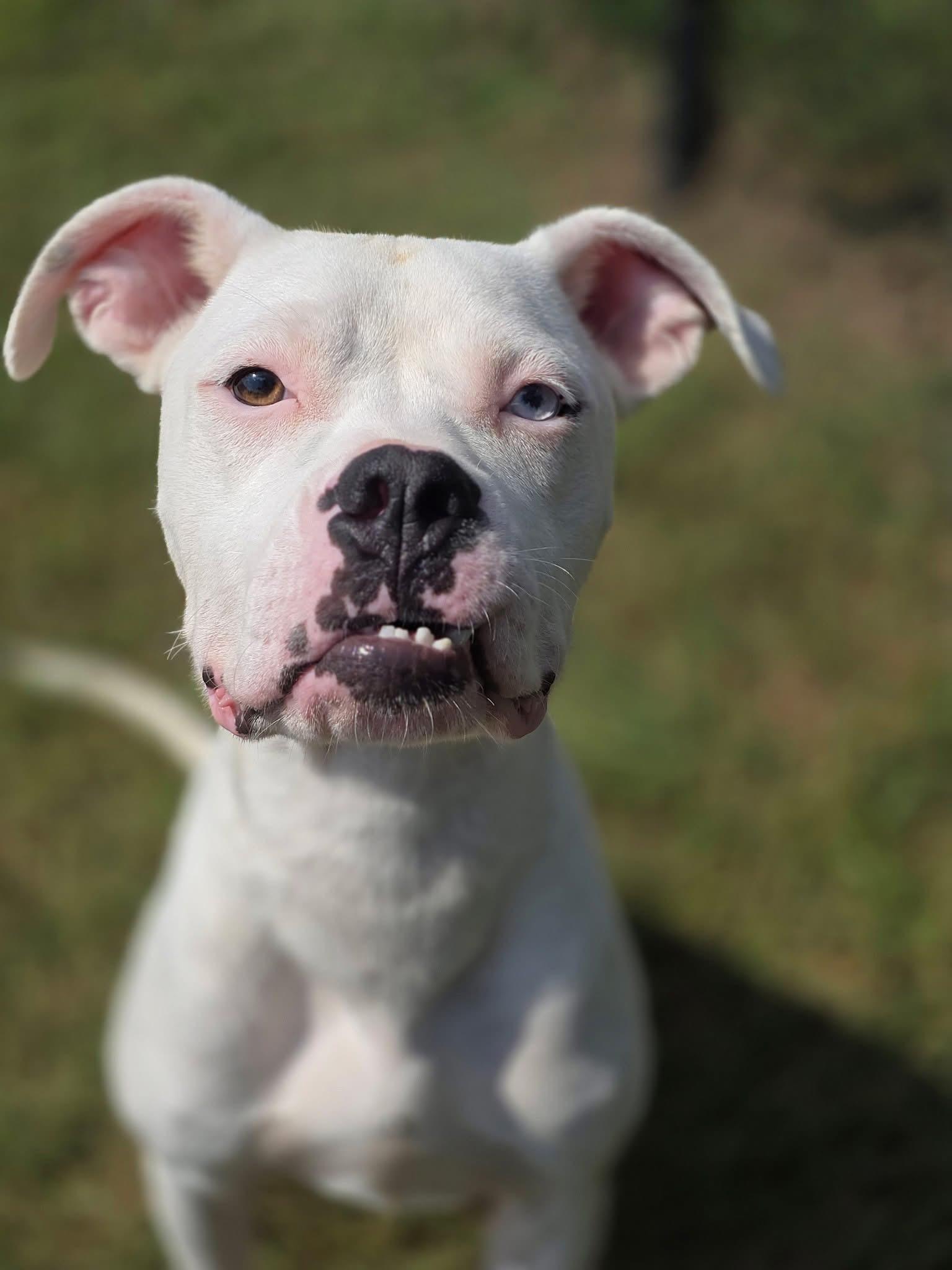 Ramen, Adoptable, Adult Male American Bulldog & Boxer.