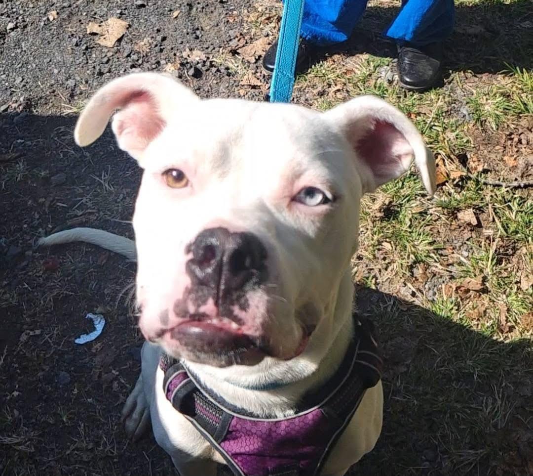 Ramen, a Adoptable mixed breed image 4/5