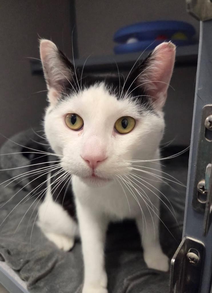 Enlarge Milk, a Adopted mixed breed in Liverpool, NY image 1/2