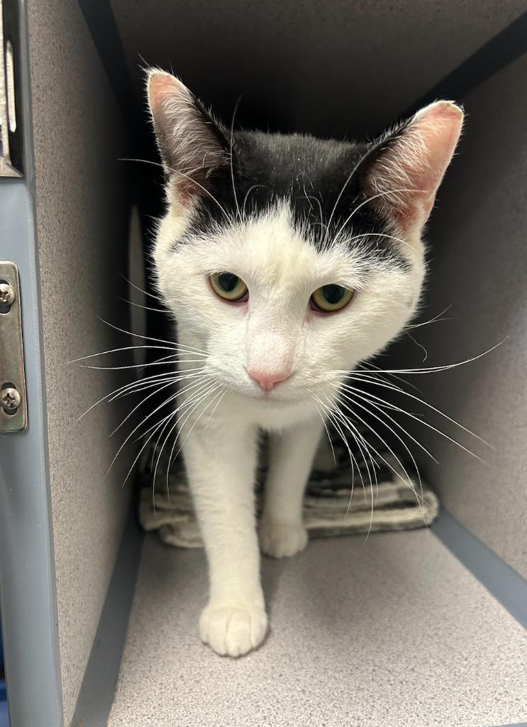 Enlarge Milk, a Adopted mixed breed in Liverpool, NY image 2/2