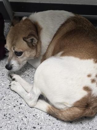 Leo, Adoptable, Senior Male Chihuahua & Boston Terrier.