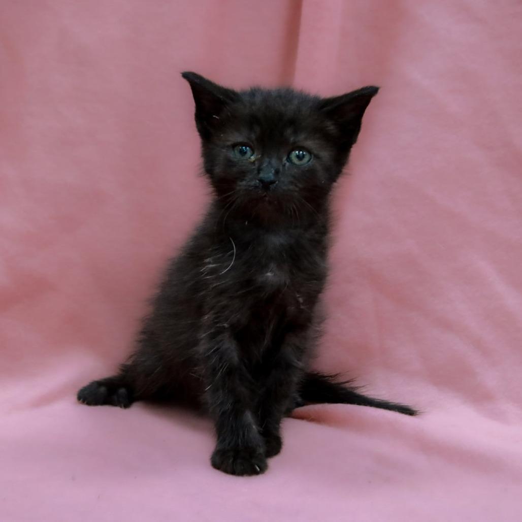 Enlarge Zipper, a Adoptable mixed breed in Madisonville, KY image 2/2