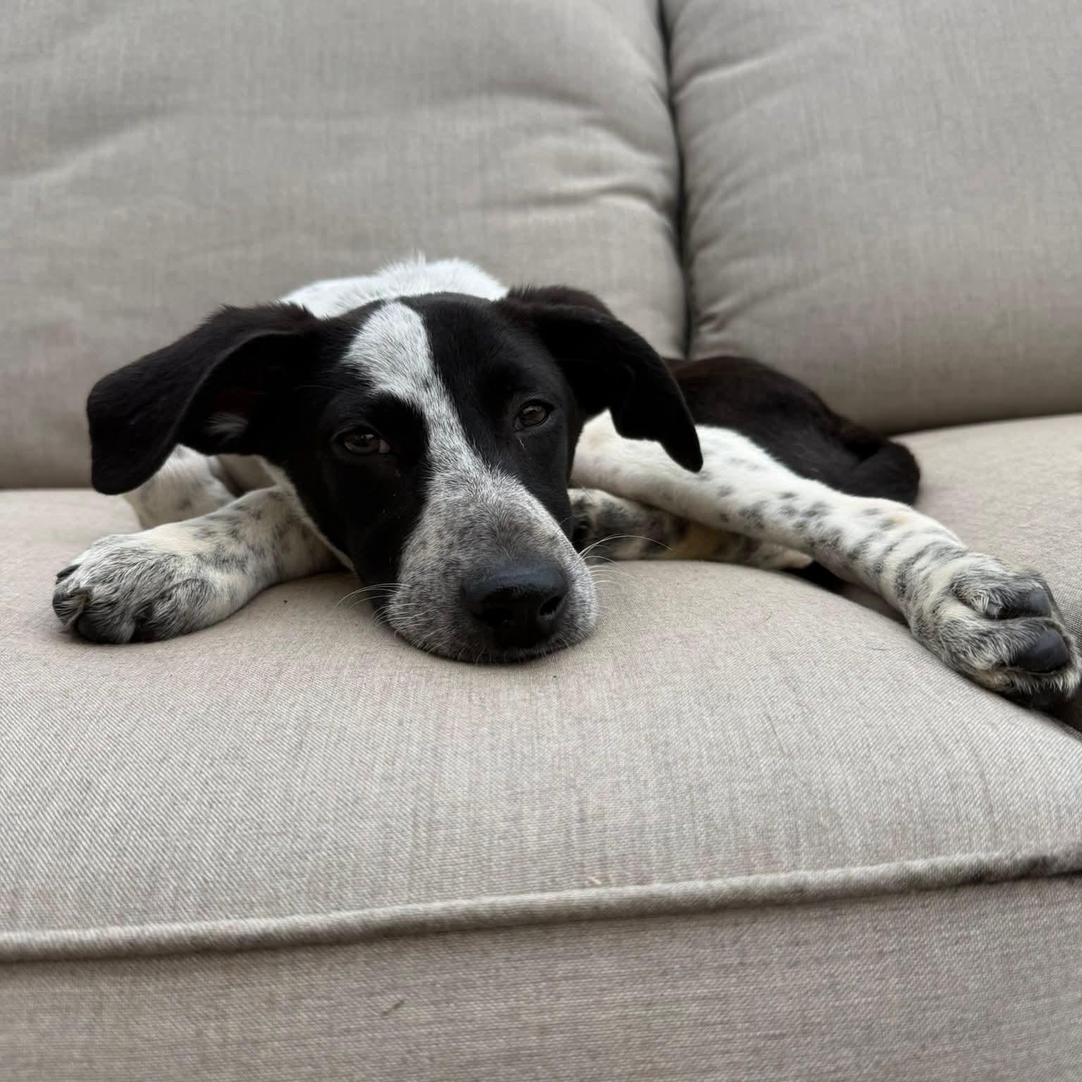 Enlarge Minnie, an adopted mixed breed in Mount Bethel, PA image 5/6