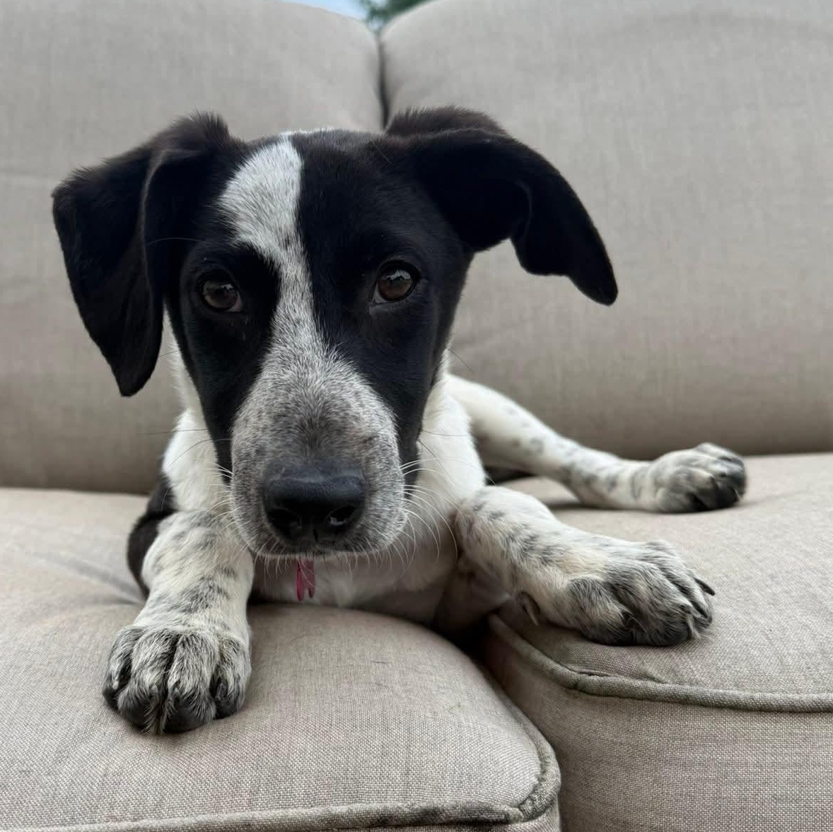 Minnie, adopted, Puppy Female Pointer & Hound.