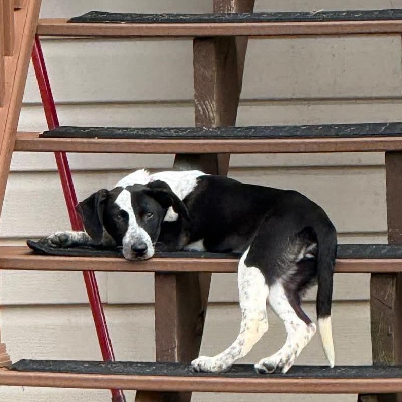 Enlarge Minnie, an adopted mixed breed in Mount Bethel, PA image 4/6