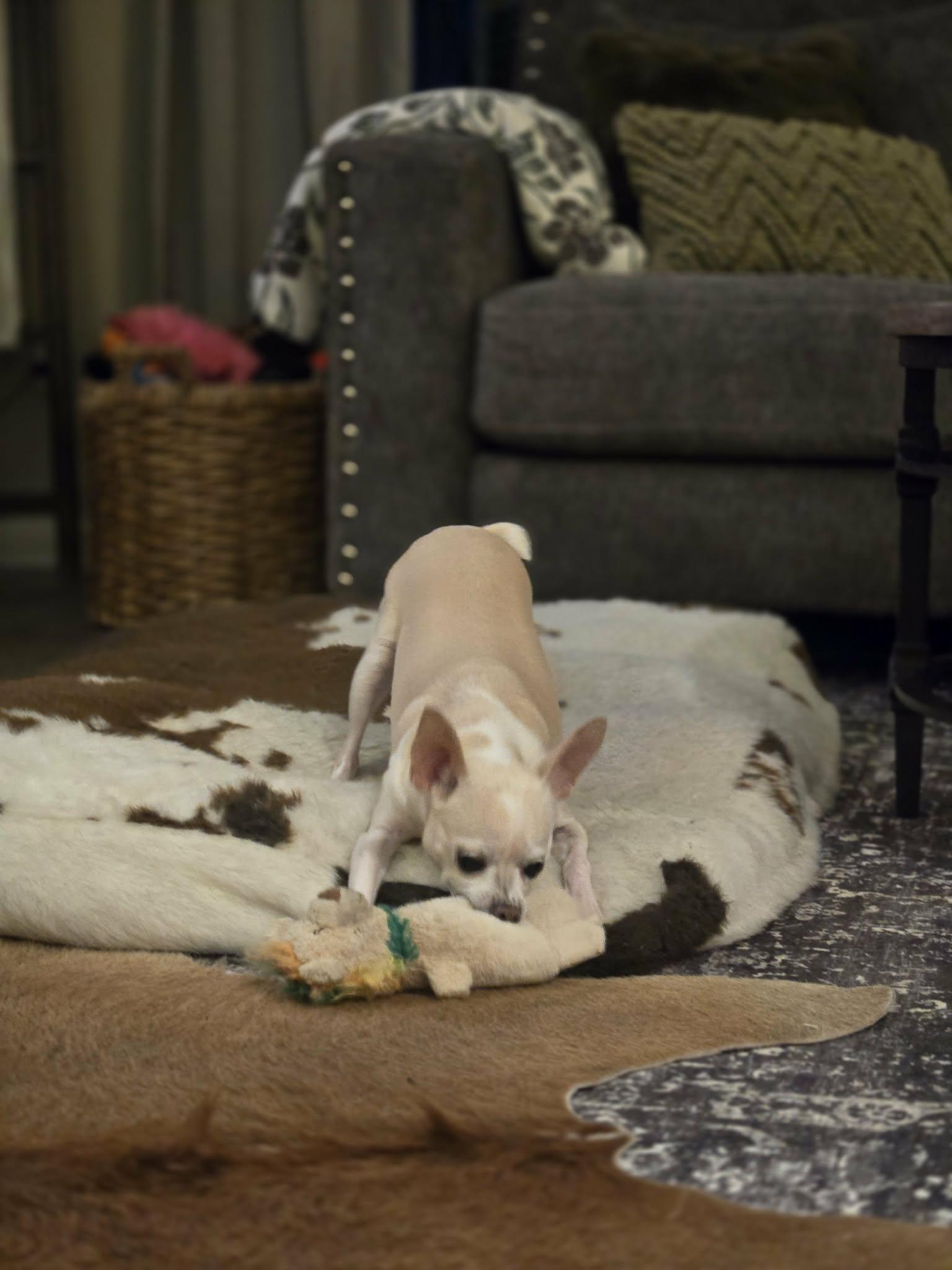 Annie, an adopted mixed breed in Mead, CO image 6/6