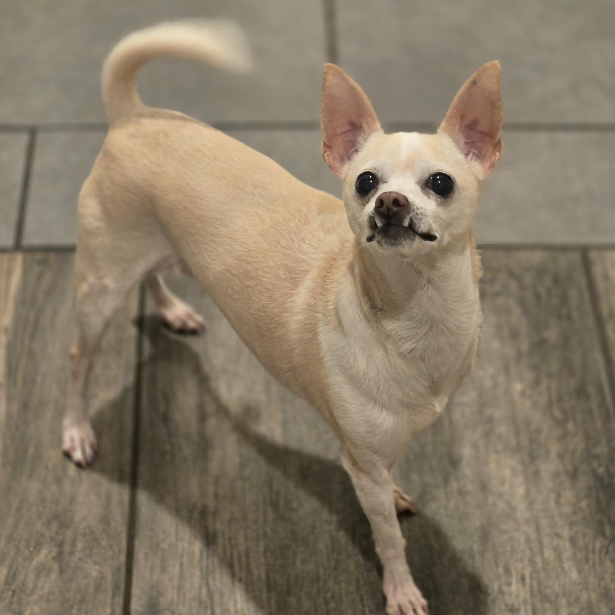 Annie, an adopted mixed breed in Mead, CO image 2/6