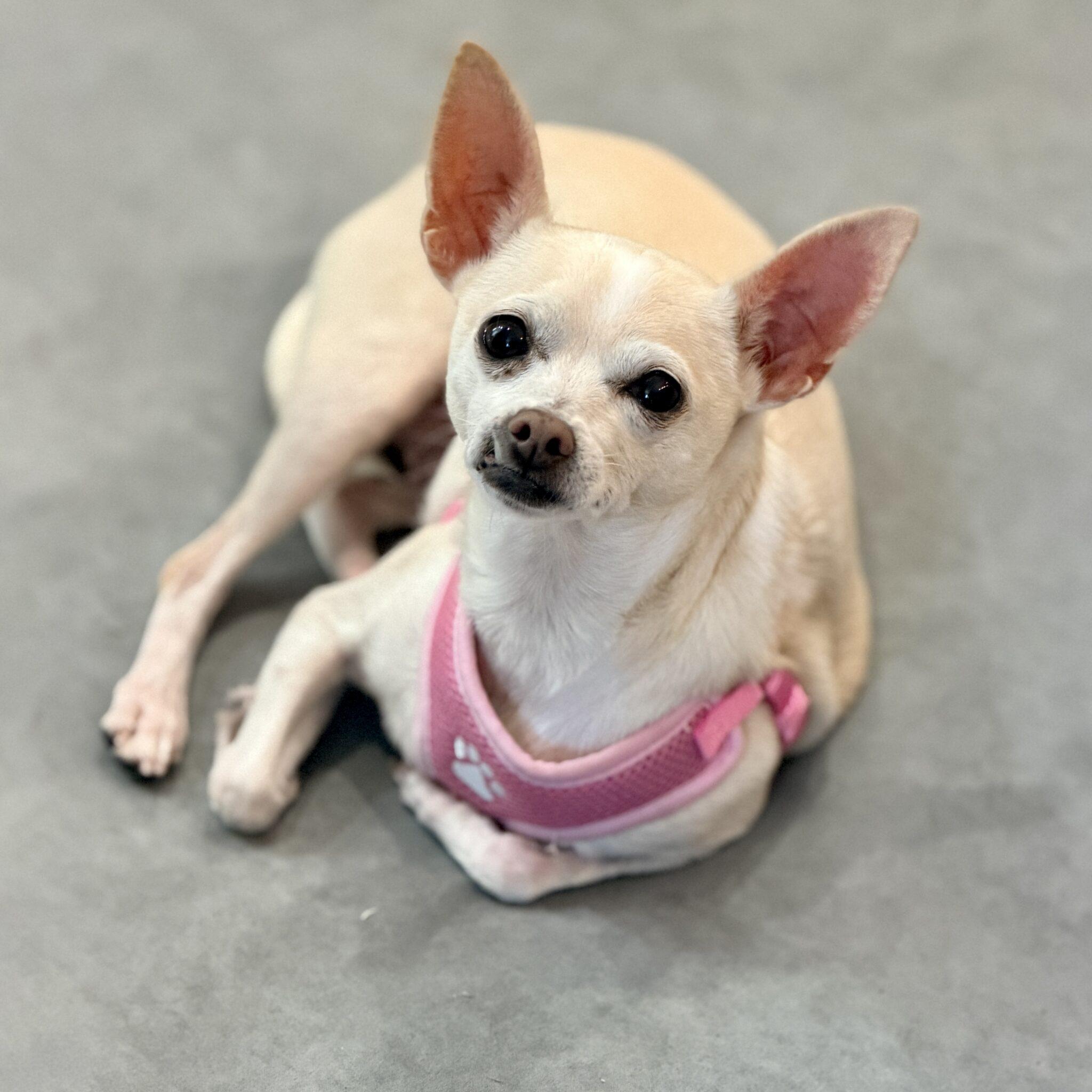 Annie, an adopted mixed breed in Mead, CO image 3/6