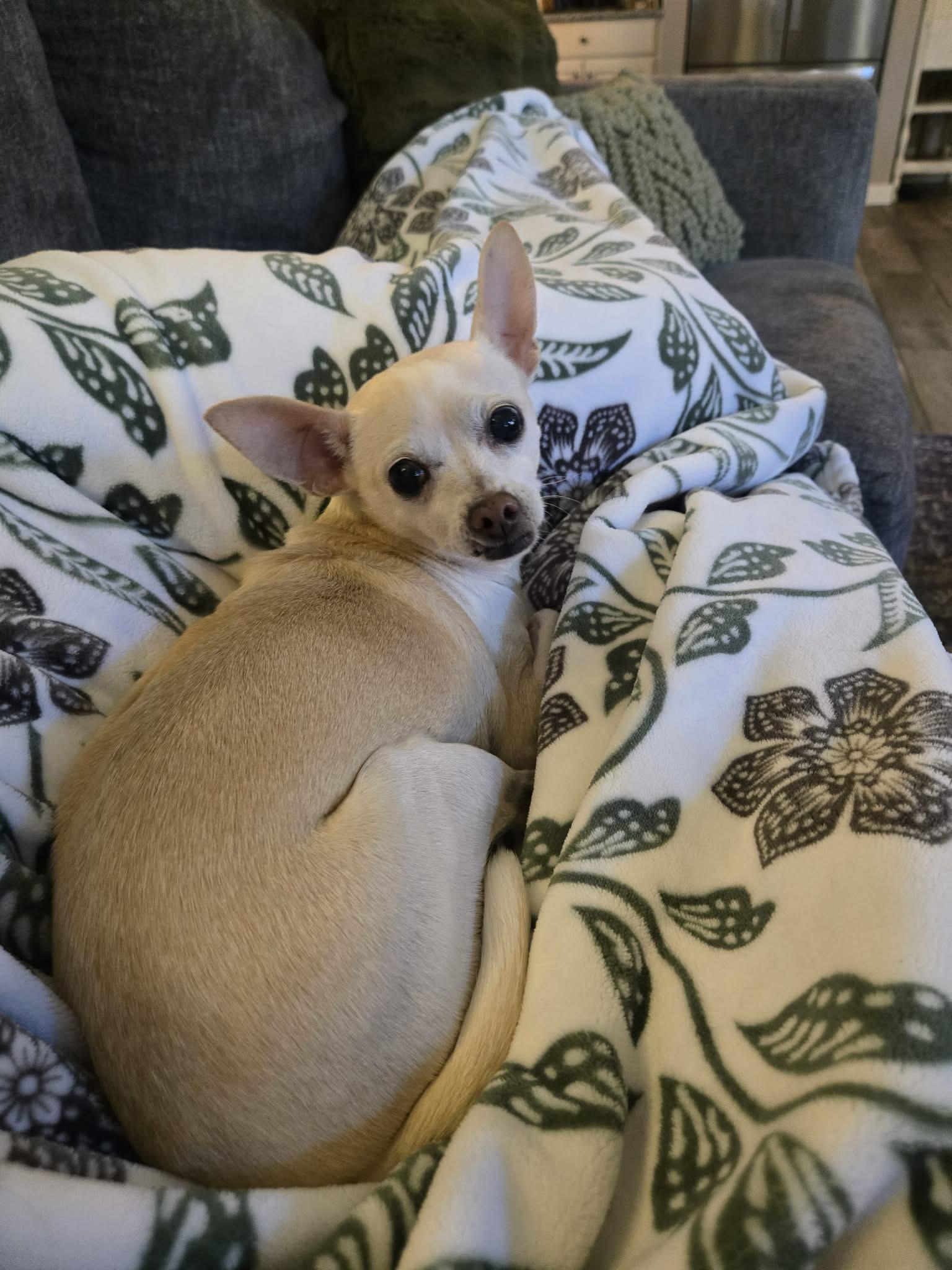 Annie, an adopted mixed breed in Mead, CO image 5/6