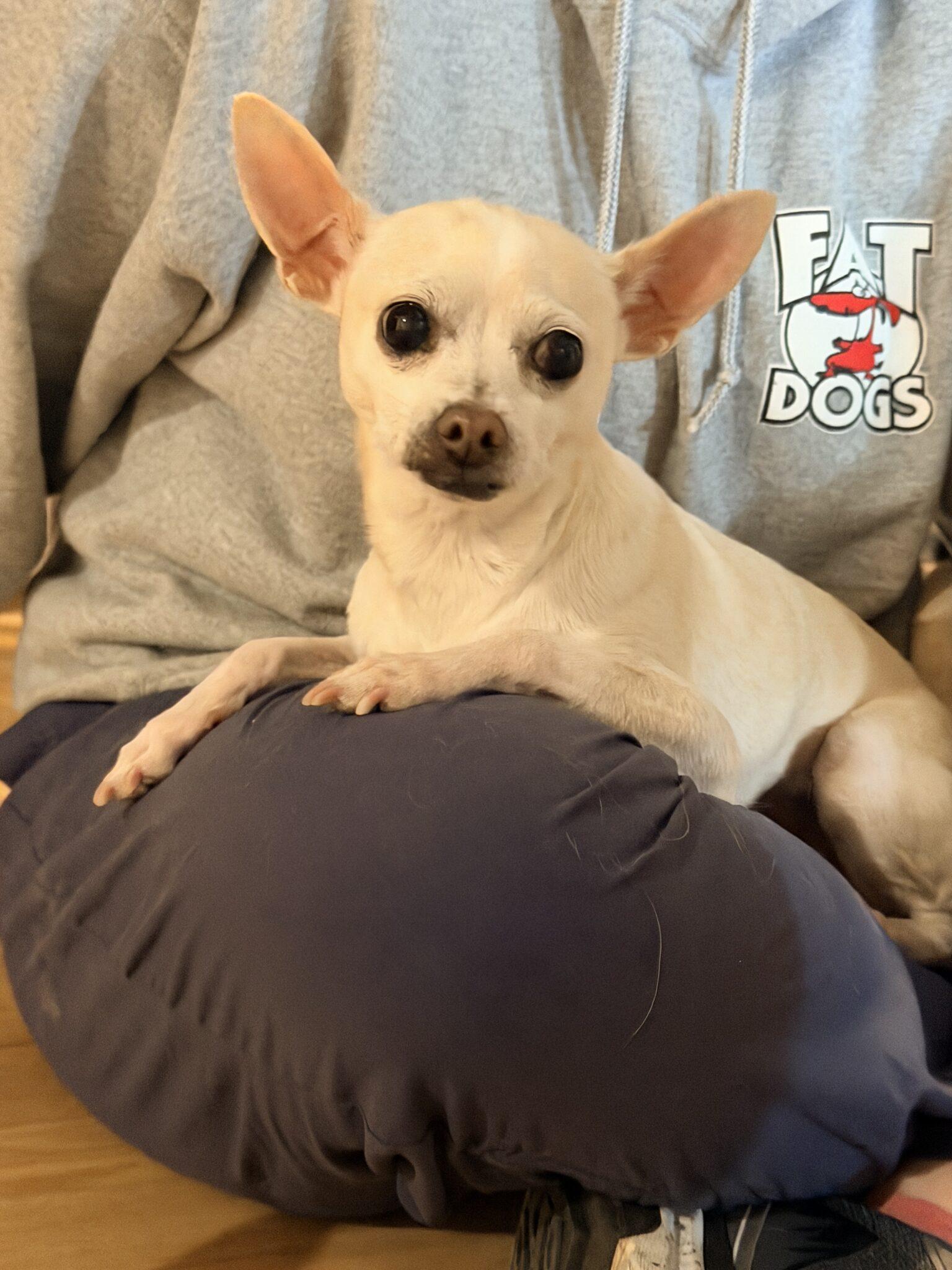 Annie, an adopted mixed breed in Mead, CO image 4/6