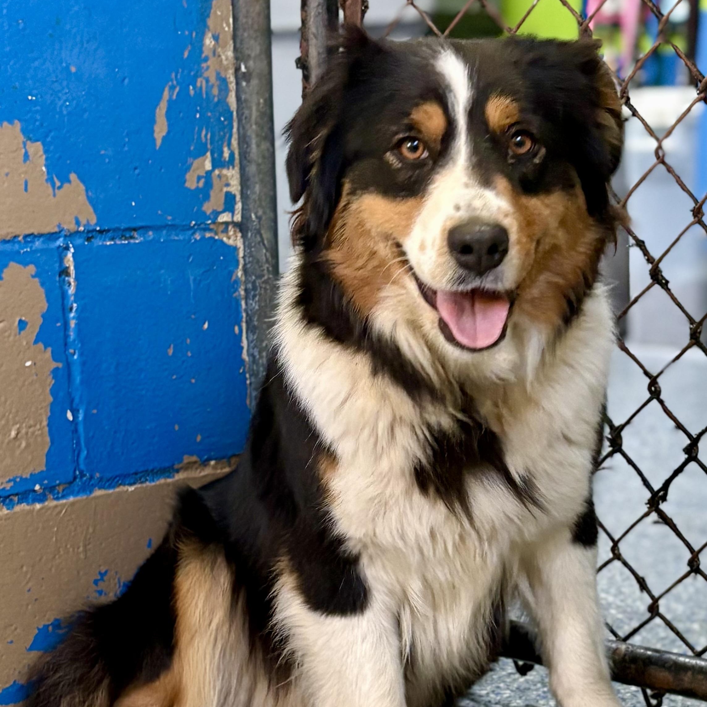Enlarge Val , a ADOPTABLE Australian Shepherd in Charles City, IA image 3/4