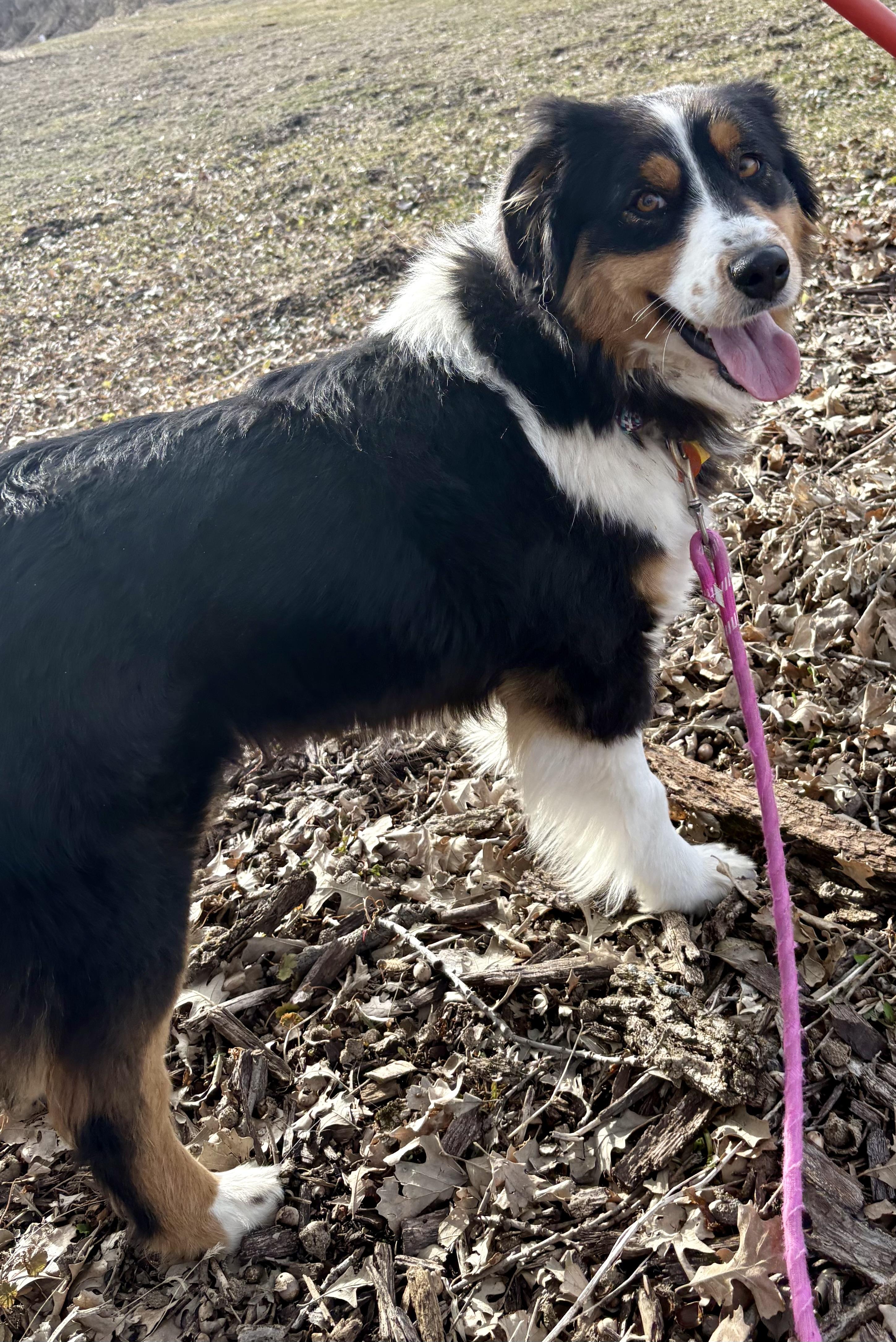 Enlarge Val , an adoptable Australian Shepherd in Charles City, IA image 6/6