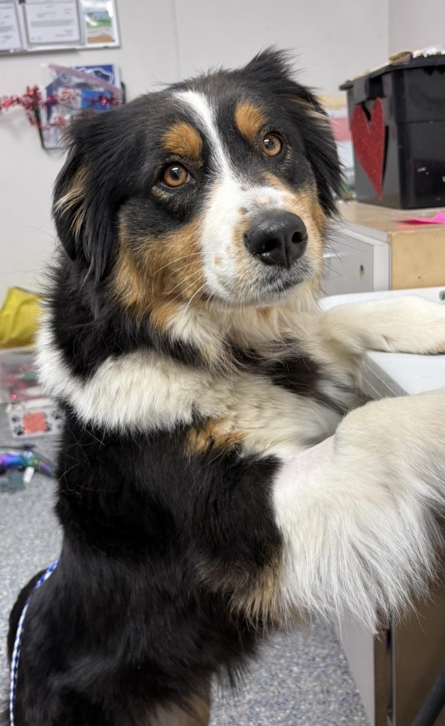 Enlarge Val , an adoptable Australian Shepherd in Charles City, IA image 3/6