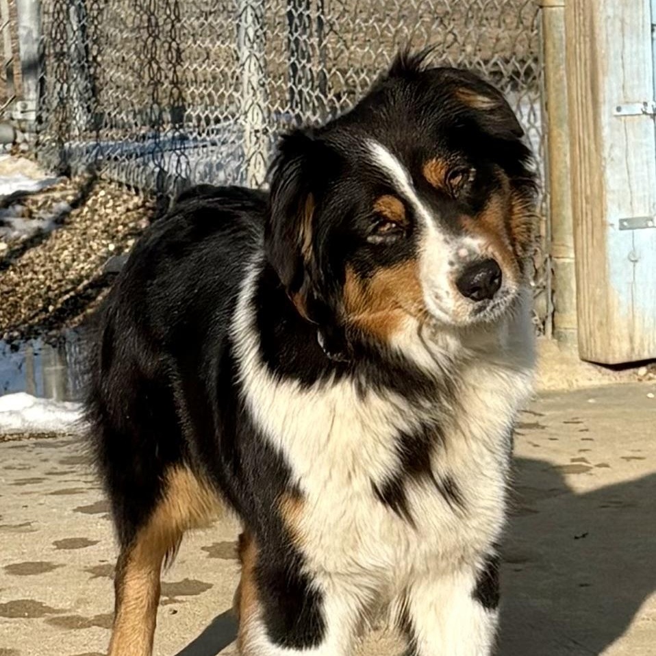 Enlarge Val , a ADOPTABLE Australian Shepherd in Charles City, IA image 2/4