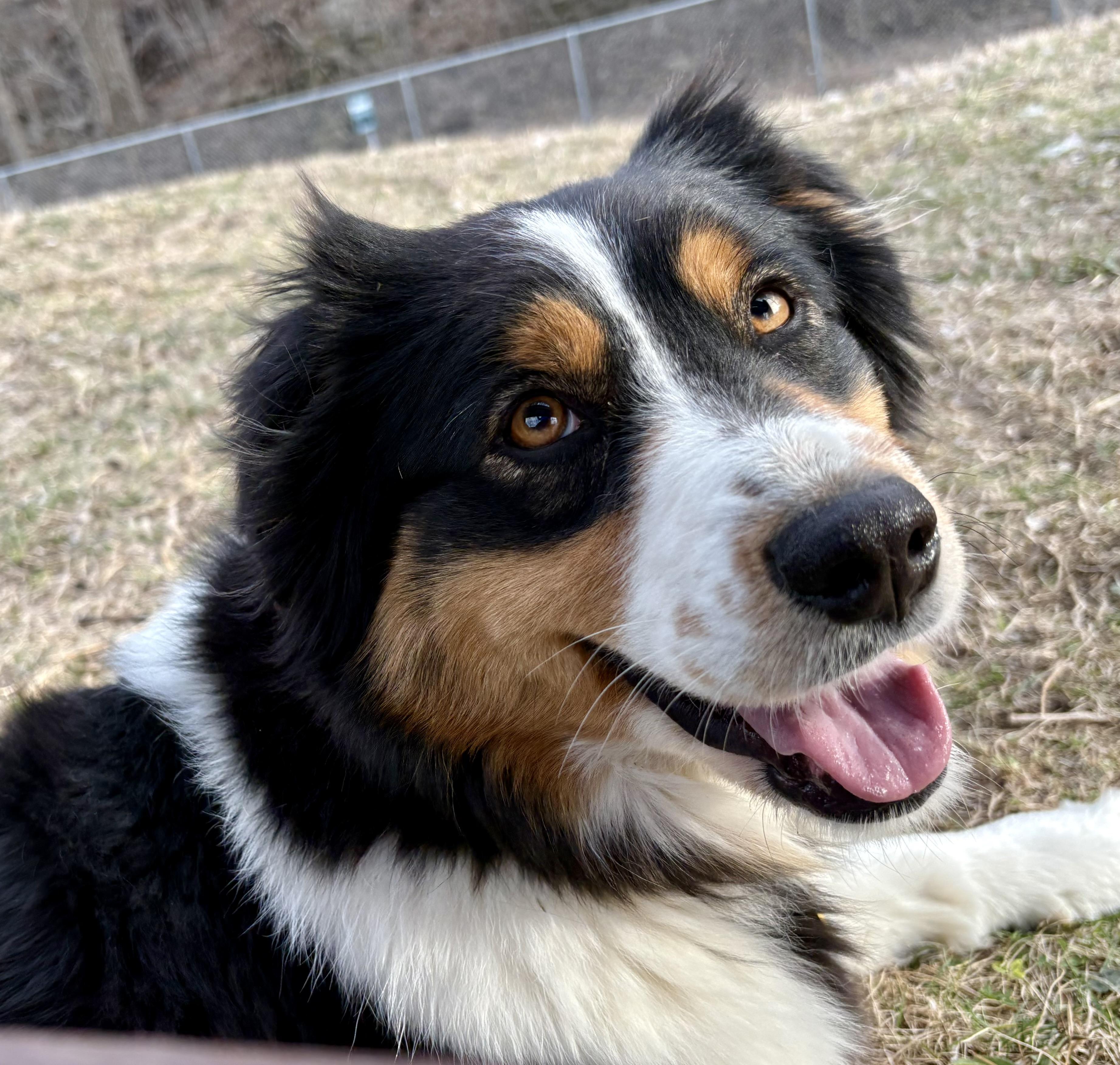 Val , adoptable, Adult Female Australian Shepherd.