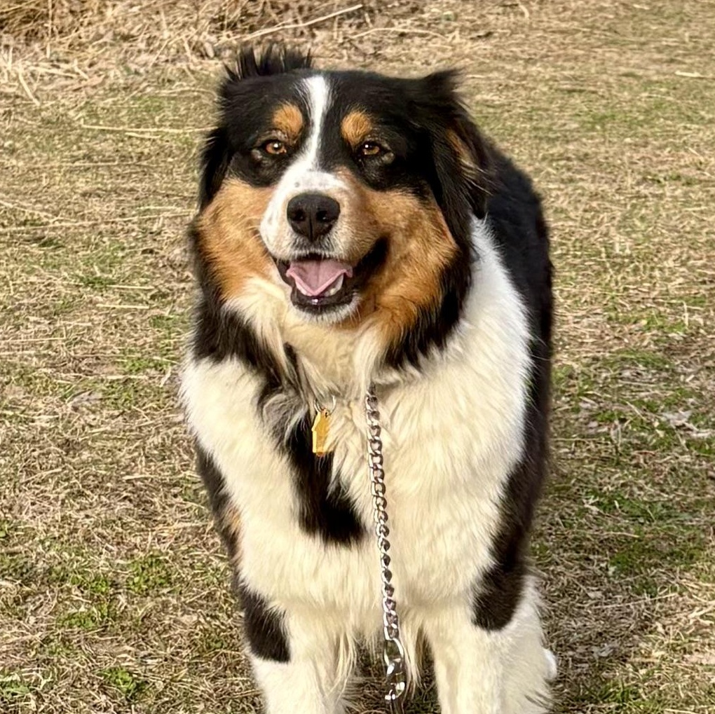 Enlarge Val , an adoptable Australian Shepherd in Charles City, IA image 2/6