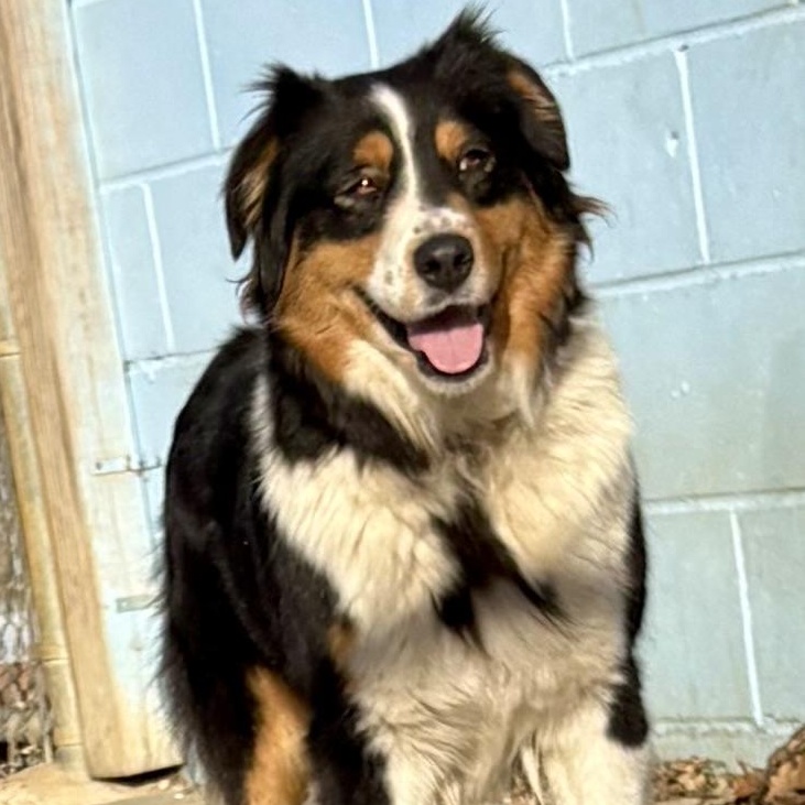 Val , ADOPTABLE, Adult Female Australian Shepherd.