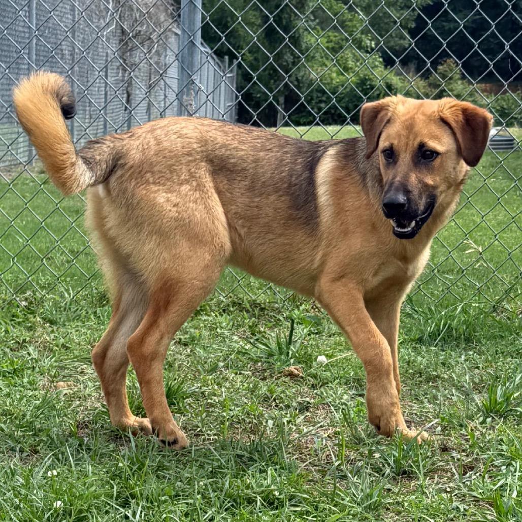 Chewbacca, Adoptable, Young Male Shepherd.