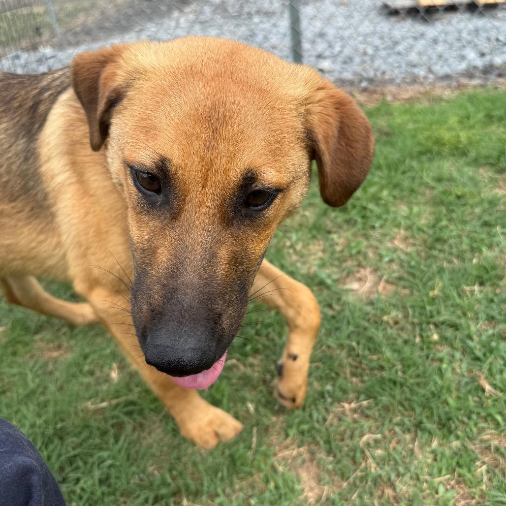 Enlarge Chewbacca, a Adoptable Shepherd in Jacksonville, AR image 2/6