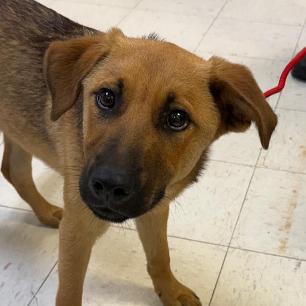 Enlarge Chewbacca, a Adoptable Shepherd in Jacksonville, AR image 3/6