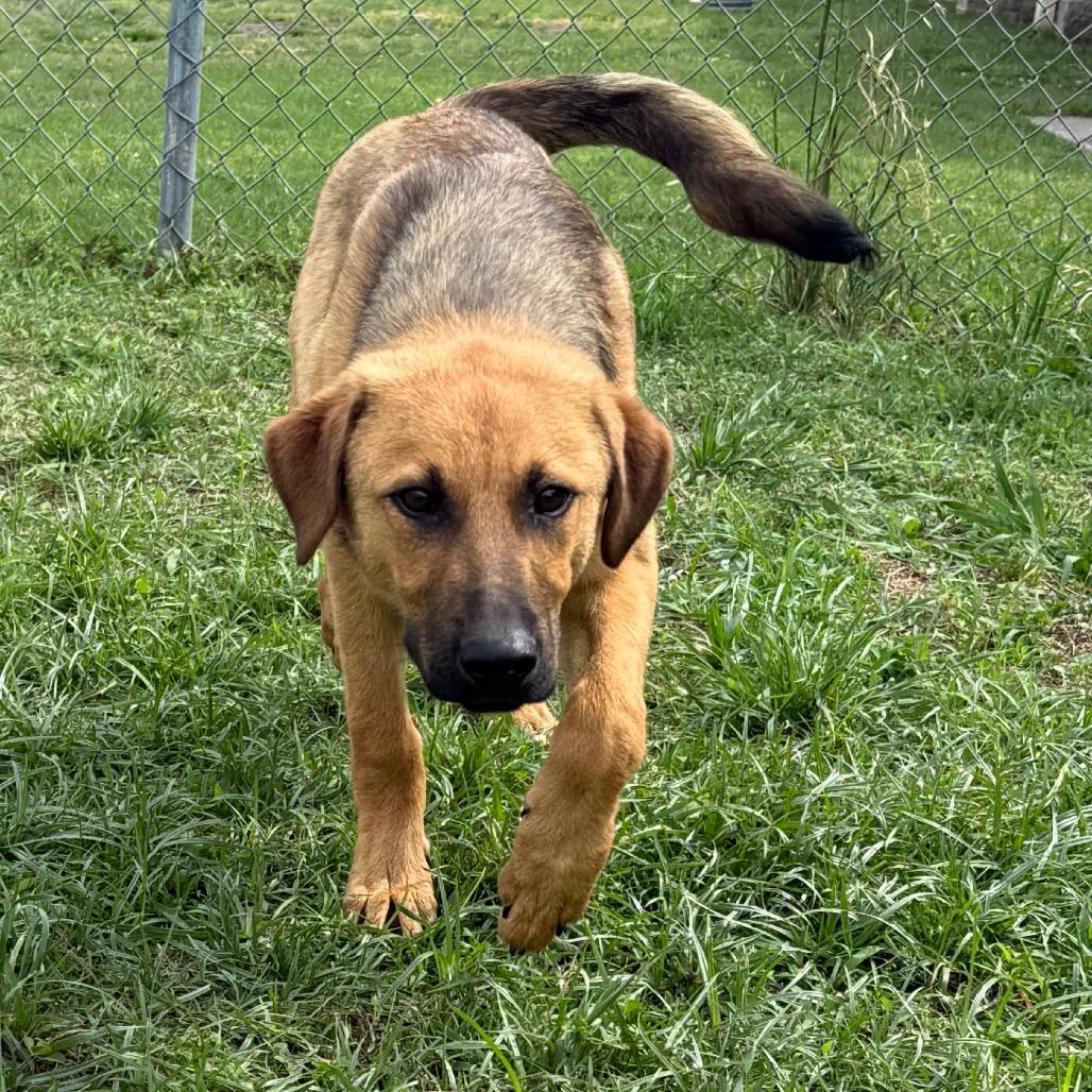 Enlarge Chewbacca, a Adoptable Shepherd in Jacksonville, AR image 4/6