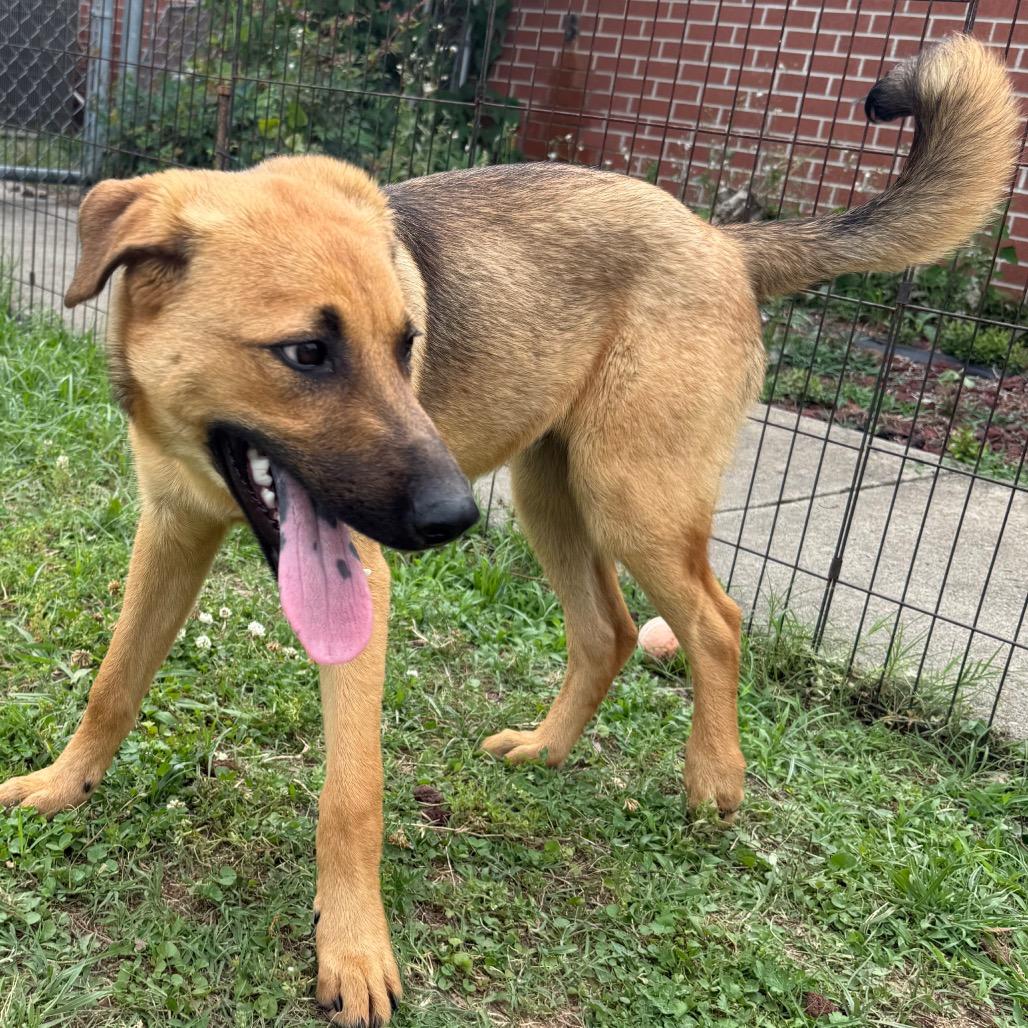 Enlarge Chewbacca, a Adoptable Shepherd in Jacksonville, AR image 5/6