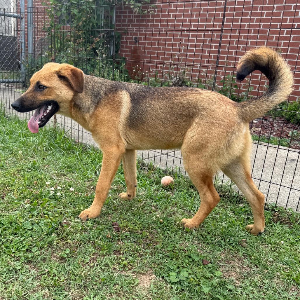 Enlarge Chewbacca, a Adoptable Shepherd in Jacksonville, AR image 6/6