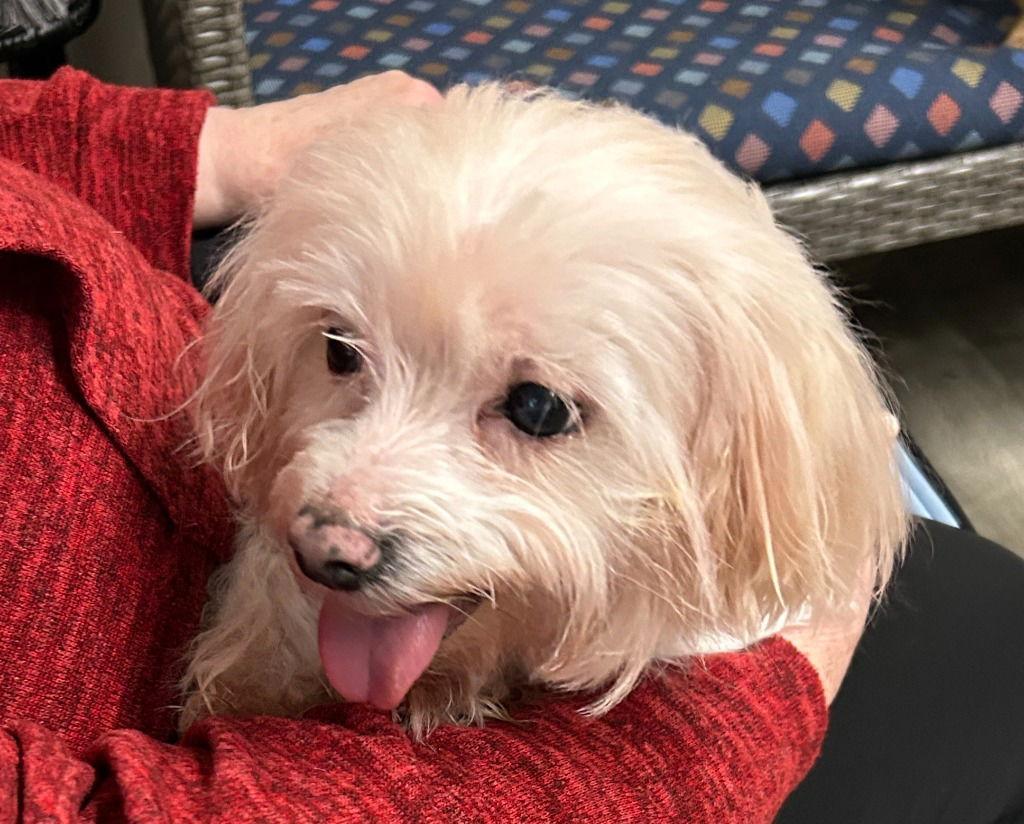Chai, Adoptable, Senior Female Maltese.