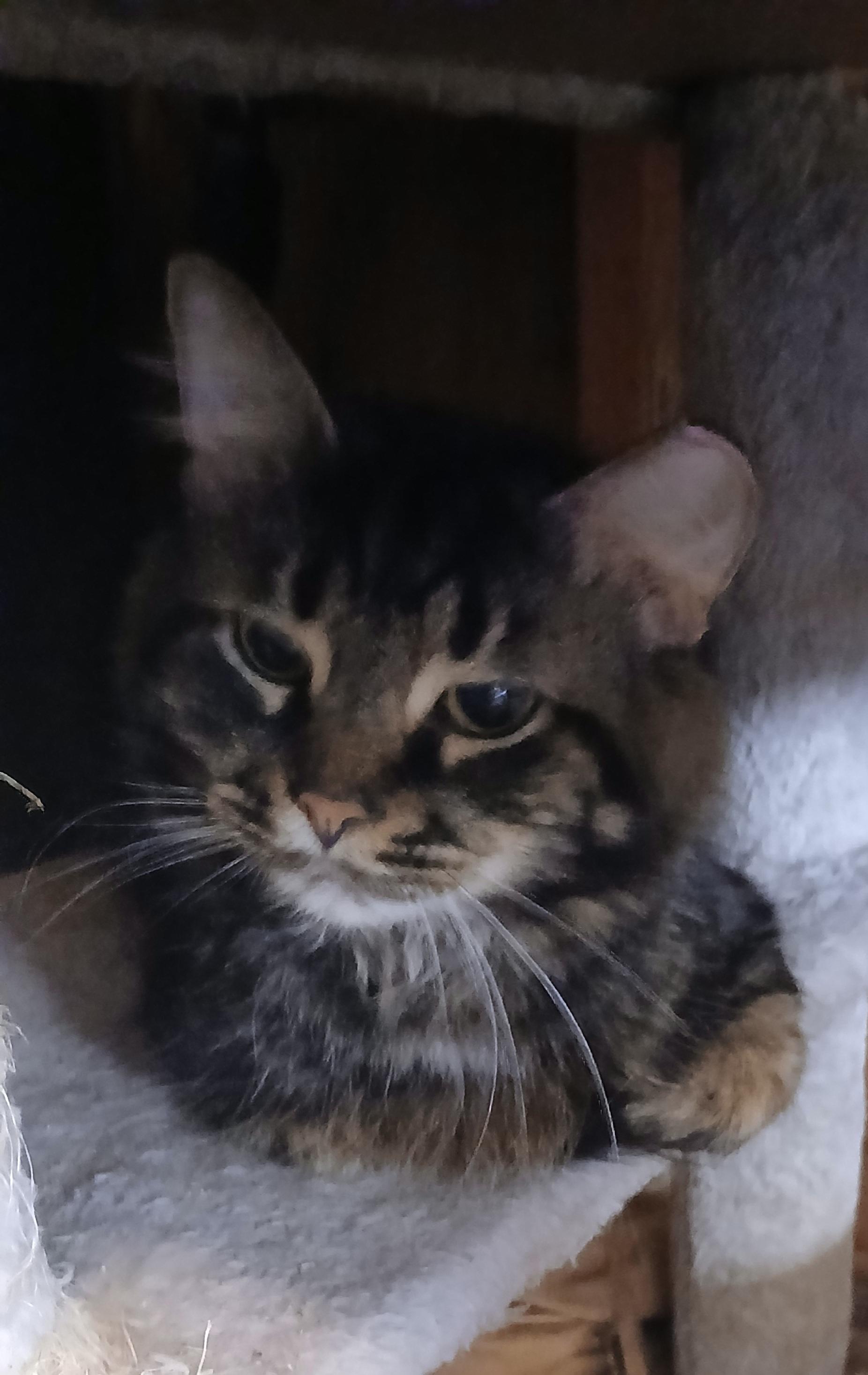 Enlarge Miracle, a Adoptable Domestic Long Hair in Hobart  , IN image 1/1