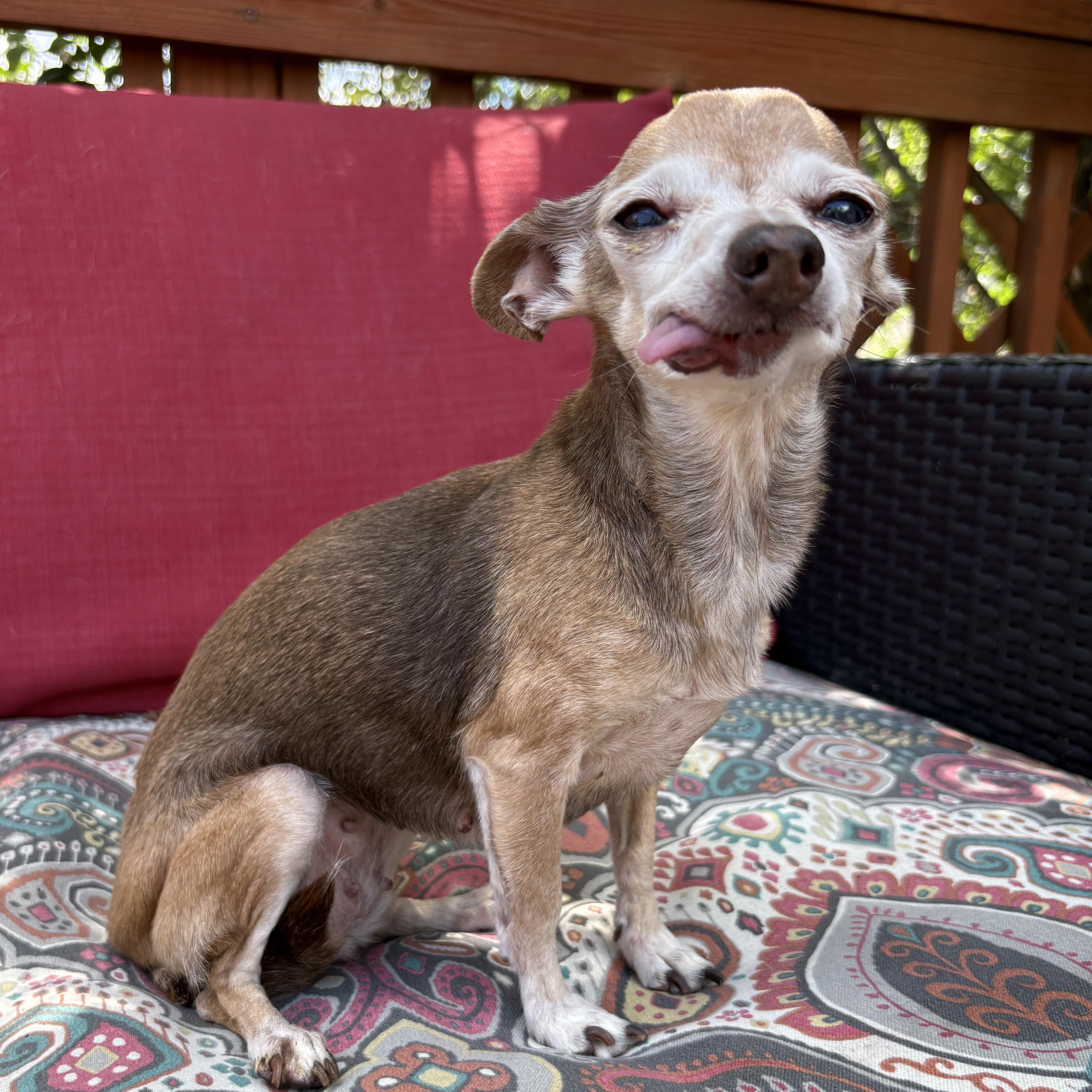 Enlarge Grandma Buttons, a Adoptable Chihuahua in Denver, CO image 2/3