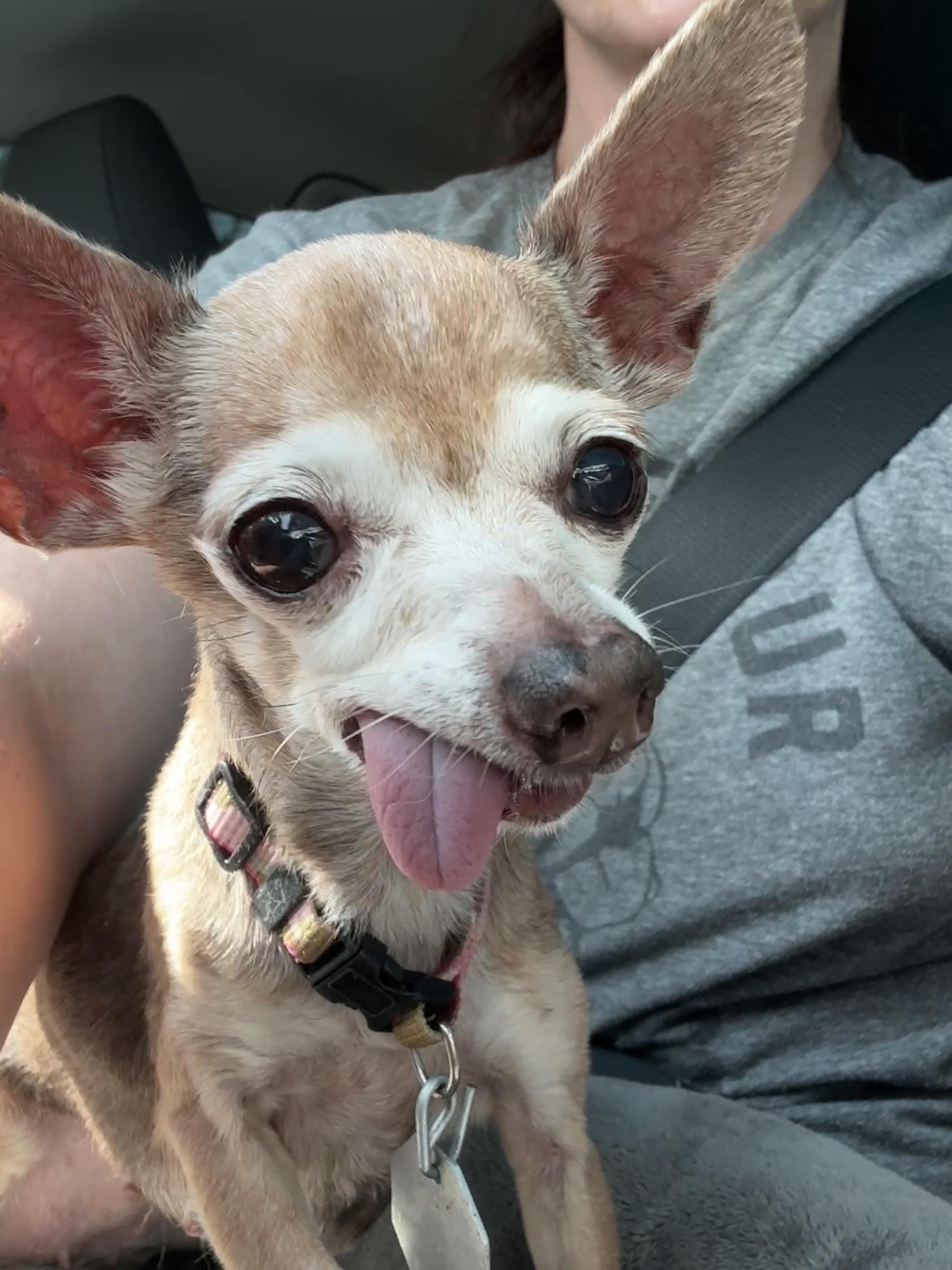 Enlarge Grandma Buttons, a Adoptable Chihuahua in Denver, CO image 3/3