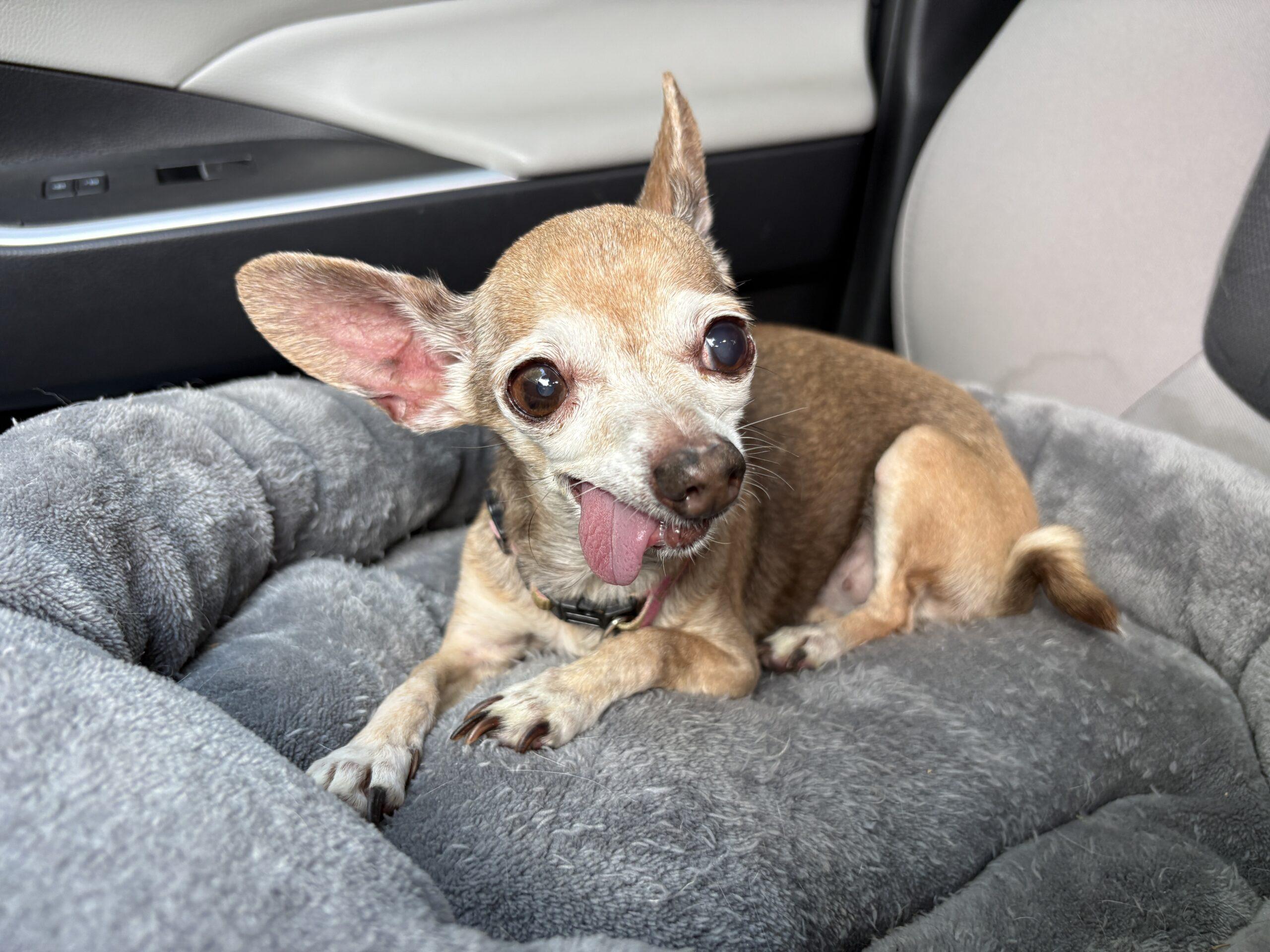 Grandma Buttons, Adoptable, Senior Female Chihuahua.